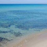 mare